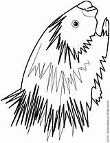 Porcupine Coloring Pages Colouring Drawing Cliparts Getdrawings Line Clipart Library Printables sketch template