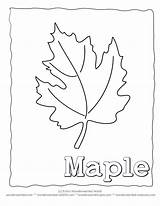 Coloring Leaf Maple Collecting sketch template