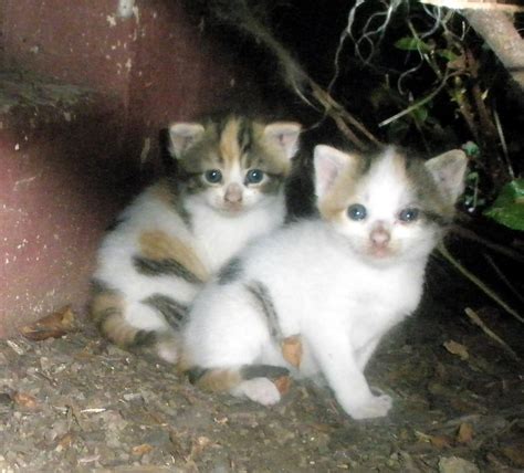 baby calico kittens flickr photo sharing