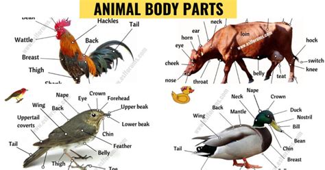 animal anatomy  big lesson  animal body parts  esl pictures esl forums