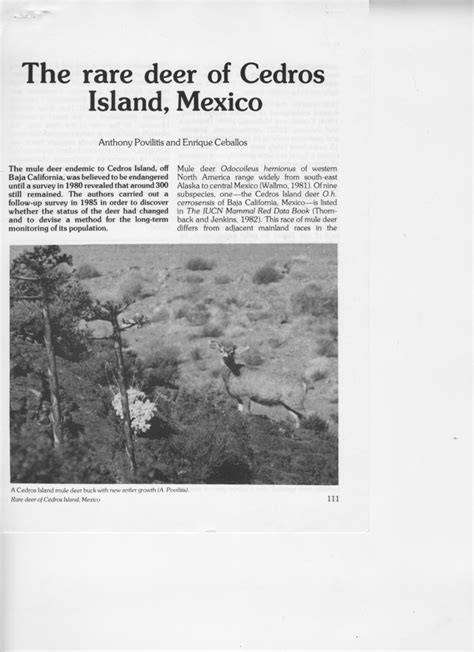 rare deer  cedros island mexico