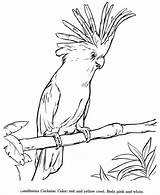 Cockatoo Malvorlagen Vogel Cacatua Cockatoos Coloriage Kakadu Zeichnen Galah Animaux Vögel Honkingdonkey Mandala Adulte Vorlagen Oiseau Bunte Selbstgemachte Erstaunliche Cockatiel sketch template