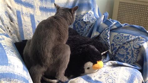 russian blue male cat mating fucking and having sex with a penguin pillow youtube