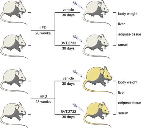 bautura supraveghea miner mouse schematic animal shinkan exclude tamaie