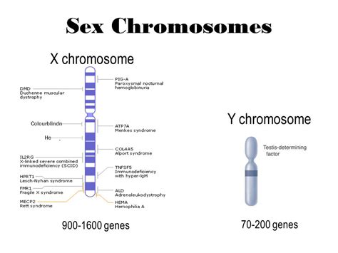 X And Y Chromosomes