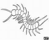 Duizendpoot Kleurplaat Insecten Kleurplaten Insects Centipede Worm Kleurplaatkleurplaten sketch template