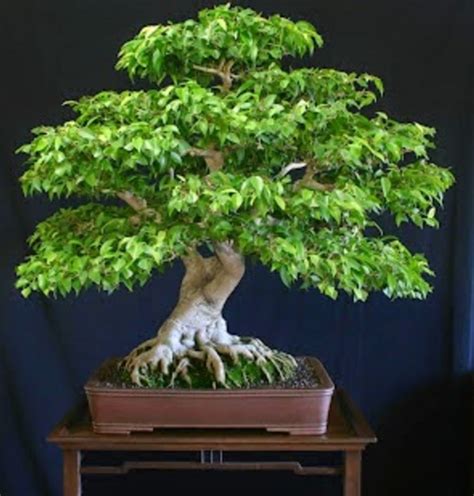 membuat bonsai beringin bibitbungacom