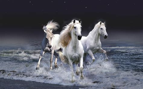 hd animals wallpapers white wild horses