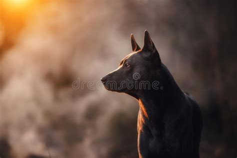 roxy ridgeback tajski pies zdjęcie stock obraz złożonej z pies 4482326