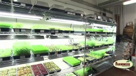 greens  gills indoor aquaponics farming youtube