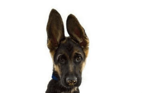 human ears     cute  floppy  dog ears