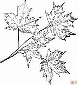Maple Sugar Coloring Leaf Pages Drawing Tree Branchlet Line Leaves Japanese Template Getdrawings Maples sketch template