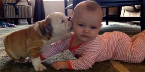 bulldog  stop kissing baby   puppy love huffpost