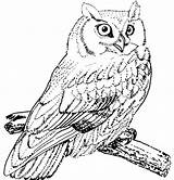 Horned Owls sketch template