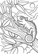 Chameleon Kameleon Dieren Colorare Camaleonte Kolorowanki Selvatici Schattige Dla Bestcoloringpagesforkids Piccolo Carino Siede Chameleons Sulla Si Mayka Wydrukowania sketch template