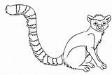 Lemur Coloring Tailed Ring Pages Getcolorings Color sketch template
