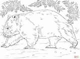 Wombat Coloring Pages Bear Printable Skip Main Drawing Paper sketch template