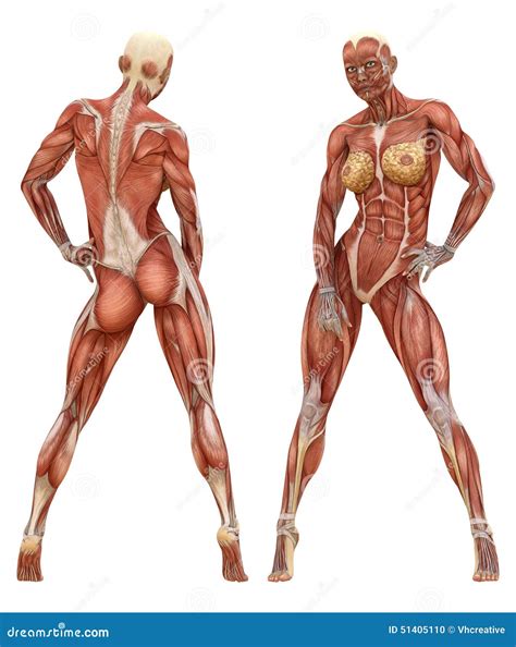 female muscular system anatomy stock photo image