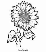 Sunflower Flower Coloring Book Preview sketch template