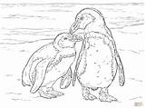 Penguin Coloring Adelie Pages Adults Print Getcolorings Appealing Disney Getdrawings Printable sketch template