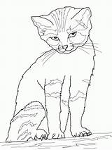 Coloring Kitten Cat Library Clipart Printable Pages Codes Insertion Clip sketch template