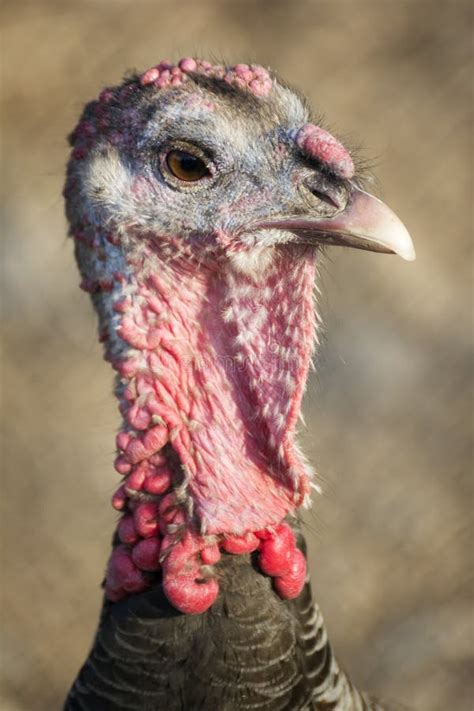 head   turkey stock photo image  meleagris hind