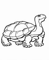 Coloring Animal Pages Animals Print Printable Colour Color Kids Wild Hibernate Learning Outs Crocodile Hibernating Years Turtle Clipart Tortoise Cliparts sketch template