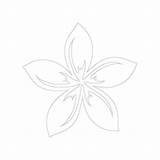 Plumeria Coloring Flower Designlooter 5kb 300px sketch template