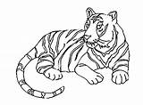 Coloring Tigers Color Pages Kids Children Print Animals sketch template