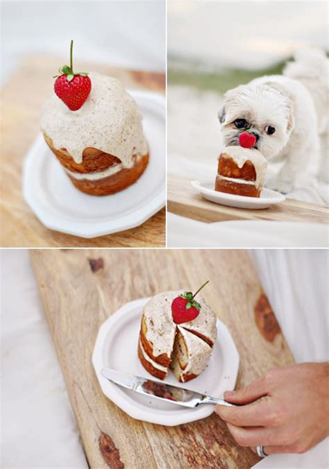 images  dog treat recipes  pinterest  dogs minis