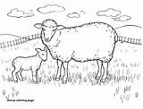 Sheep Outline Drawing Coloring Paintingvalley Drawings sketch template