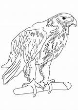 Eagle Adler Ausmalbilder Golden Aquile Ausmalbild Templates Disegno Aquila Effortfulg Reali Colorare Bird Reale Q2 Getcolorings Scaricare sketch template