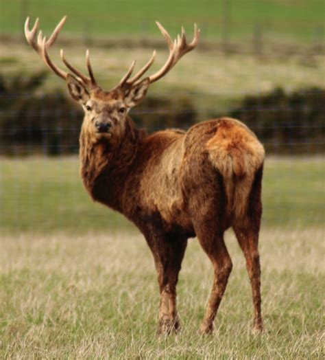 thetamshee red deer  scotland