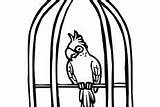 Cage Parrot Coloring Pages Bird Cute sketch template