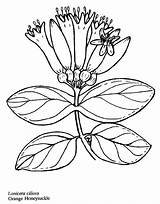 Coloring Honeysuckle Primrose Flowers sketch template