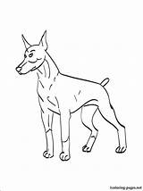 Coloring Doberman Pages Pinscher Getcolorings sketch template