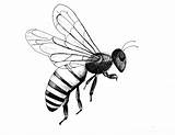Wasp Insect Insects sketch template