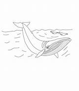 Whale Minke sketch template