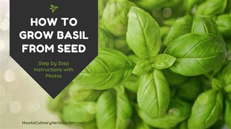 grow basil  seed indoors
