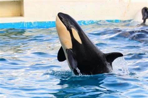 captive orca profiles