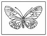 Coloriage Papillon sketch template