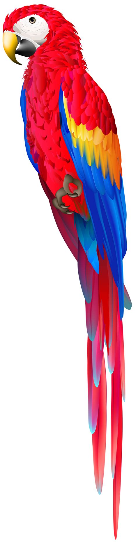 red parrot png png image collection