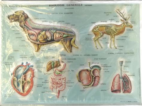 animal anatomy educational zoology school chart vintage relief table
