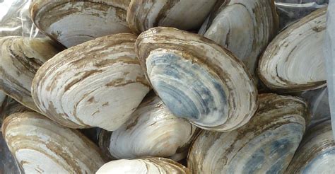 contagious leukemia ravages clam populations   atlantic discovery blog discovery