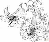 Lily Coloring Pages Printable Flowers Lilies Drawing Flower Para Blossom Printables Pintar Color Supercoloring Colouring Drawings Flores Google Flor Ipad sketch template