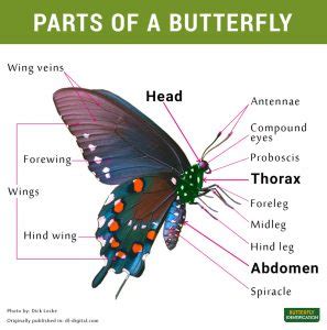 body parts   butterfly   diagram
