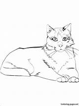Snowshoe Coloring Pages Cat Getcolorings Getdrawings sketch template