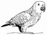 Parrot Coloring Pages Animals Printable sketch template