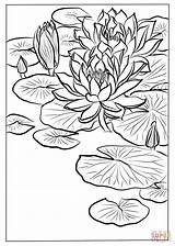 Monet Lilies Ninfee Colorare Ohara Koson sketch template