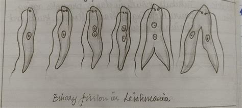 class  biology diagram binary fission  amoeba leishmania
